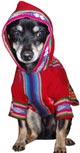 Hooded awayo kangaroo "Andean doggie" for pet