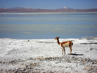 La Paz - Uyuni - La Paz (5D / 4N) - Private Service in the Salar and Lagoons