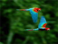 Madidi Tapacare (6D�as / 5Noches)