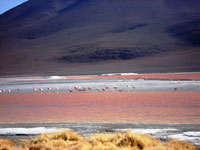 2 Days/1 Nigth  Uyuni - Salar Volcano Thunupa - Uyuni