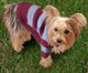 "Pug puppy" dog sweater