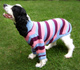 "Casual pug" dog sweater