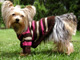 "Pug chic" dog sweater