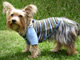 "Thousand rays" dog sweater