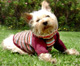 "Argyle" dog sweater
