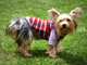 "Day pug" dog sweater
