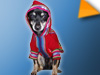 Pet lover