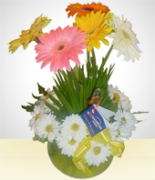 Gerbera daisies - Classic Arrangement