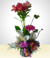 Fleurs et cadeaux - Bol nergie: Prsent de Gerberas Fuchsias
