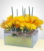 Pecera con gel amarillo