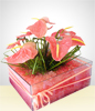 Anthura Centerpiece