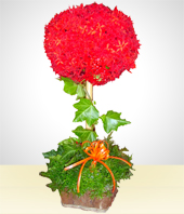 Flower Arrangements - Flower Bud Arrangement