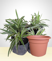 Plantas - Clarofita