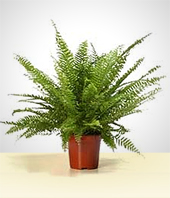 Plants - Beautiful Fern Plant