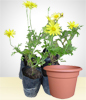 Yellow Daisies