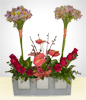 Roses Elegance Bouquet