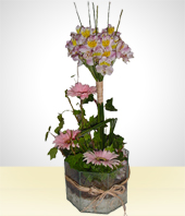 Gerbera - El Risueo