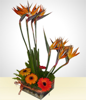 Gerbera - El Encuentro