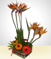 Gerbera daisies - Exotic Radiance