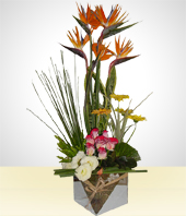 Paradise birds - Straight from the Heart Gorgeous Arrangement