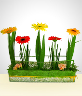 Flores - Jardn de Gerberas