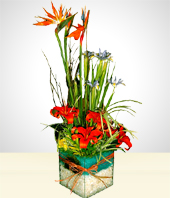 Flores - Primavera Celeste