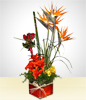 Tropical Arrangement II