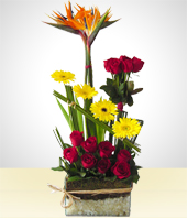 Flores - Siempre Rosas