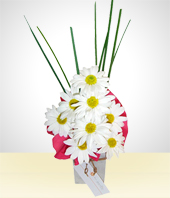 Flores - Coqueteo de Margaritas