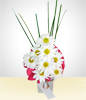 Daisies Flirt