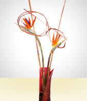 Flores - Aves para l