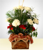 Pacific Carnations