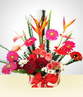 Flores - Arco Iris Floral