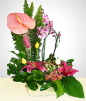 Flores - Arreglo de Anturio