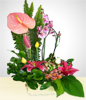 Anturio Arrangement