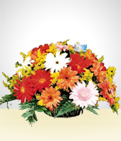 Flores - Sueos de Gerberas