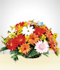 Gerberas Dreams