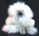 Teddy Bear Made of Alpaca Wool