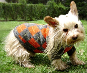  Orange rhombus  dog sweater