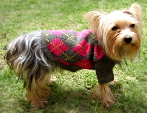 Sweater  pink  para mascota