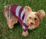 Sweater  pug puppy  para mascota
