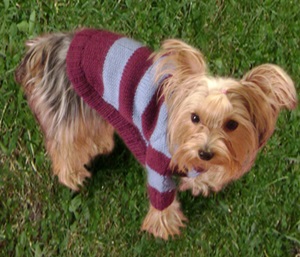 Sweater  pug puppy  para mascota