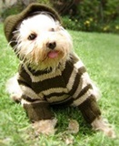 Sweater  hoodie  para mascota
